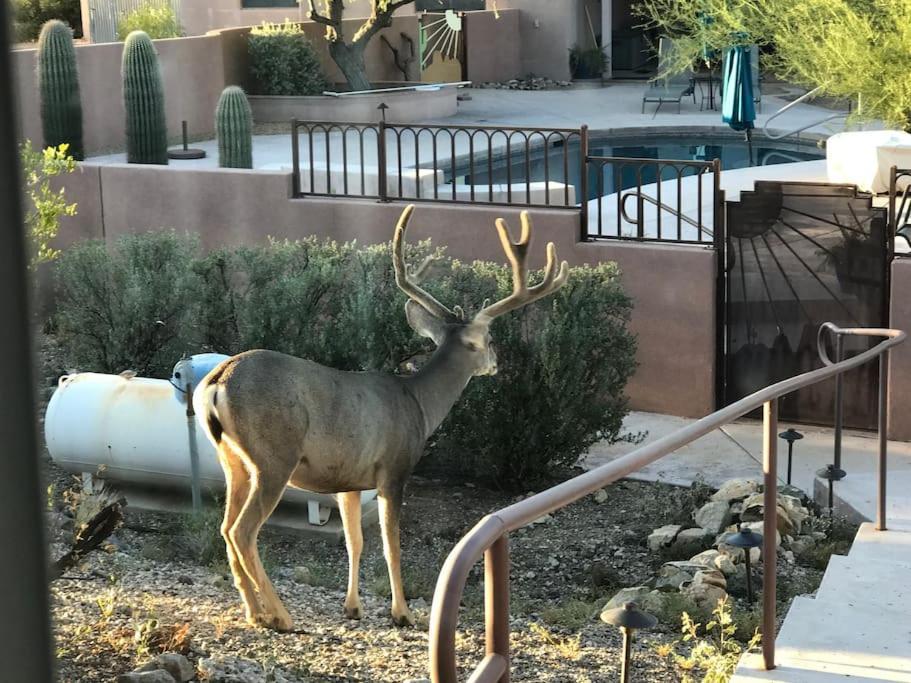 Tucson Mnt Foothills Saguaro Bliss Villa Dış mekan fotoğraf