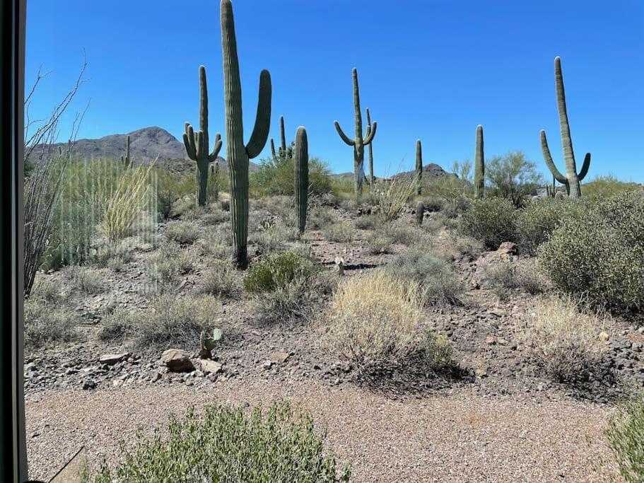 Tucson Mnt Foothills Saguaro Bliss Villa Dış mekan fotoğraf