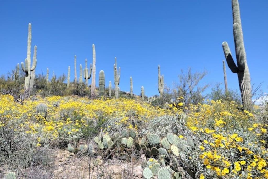 Tucson Mnt Foothills Saguaro Bliss Villa Dış mekan fotoğraf